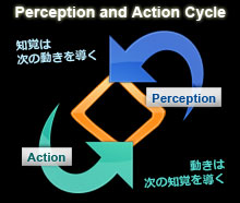 Perception and Action Cycle